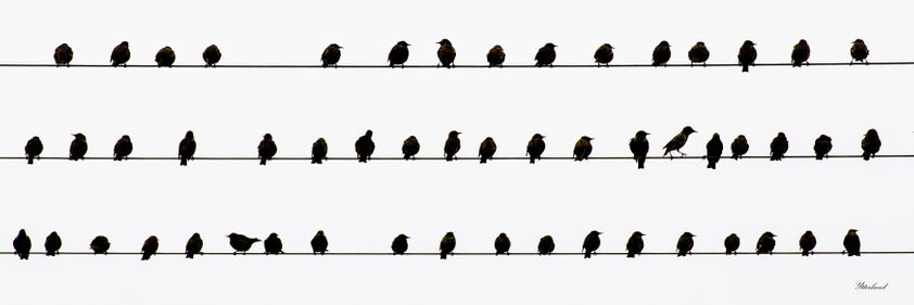Fuglar på ein streng